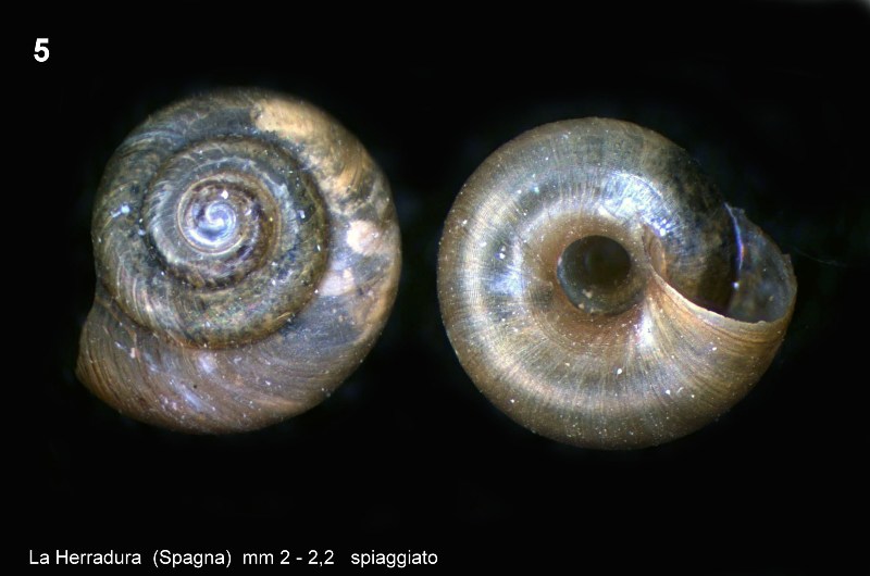 Identificazione piccoli molluschi spagnoli spiaggiati